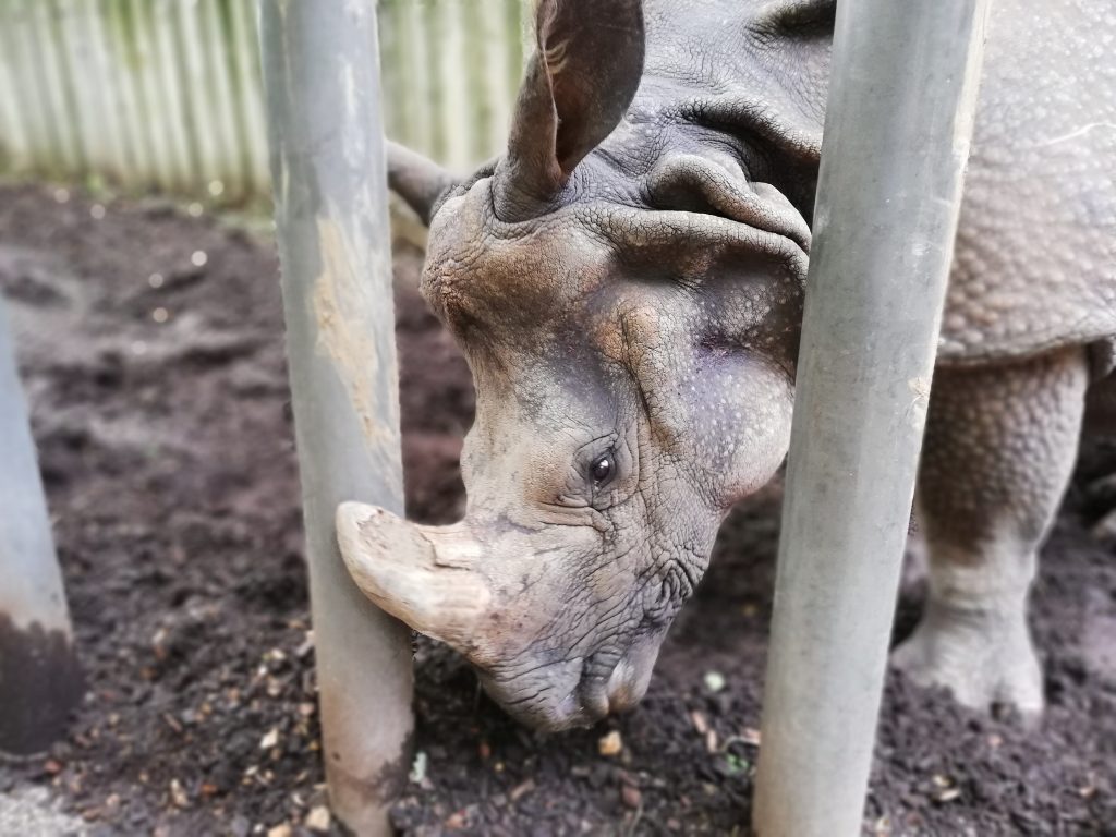 Nashorn im Gehege